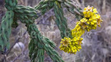 美国西部和西南的Cacti。 乔木花冠，手杖花冠圆<strong>柱状</strong>或小枝<strong>状</strong>。